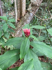 Costus spiralis
