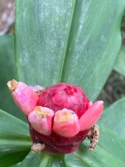 Costus spiralis