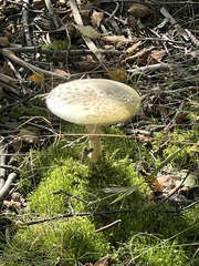 Amanita multisquamosa