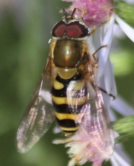 Syrphus torvus