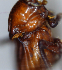 Paracorythoderus marshalli