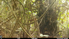 Funisciurus pyrropus