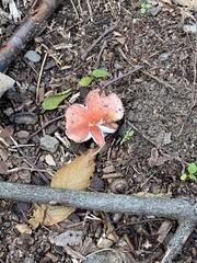 Russula rosacea