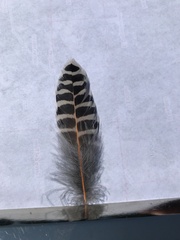 Colaptes