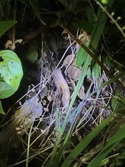 Rieppeleon kerstenii