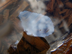 Gallionellaceae