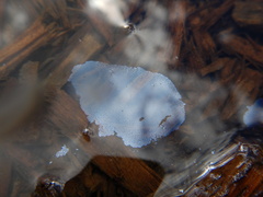 Gallionellaceae