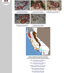 Lampropeltis multifasciata