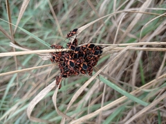 Tropidothorax leucopterus