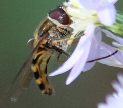 Syrphus torvus