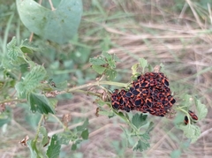 Tropidothorax leucopterus