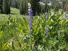 Lupinus
