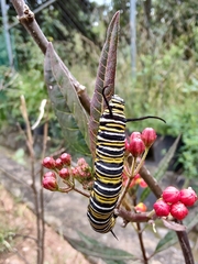 Danaus plexippus plexippus