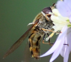Syrphus torvus