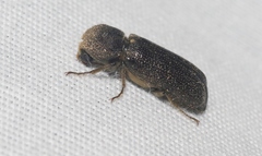 Amphicerus cornutus