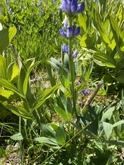 Lupinus