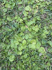 Hydrocotyle verticillata