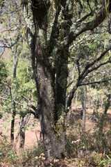 Quercus gentryi