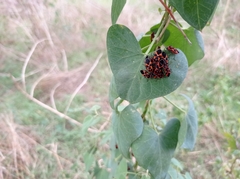 Tropidothorax leucopterus
