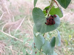 Tropidothorax leucopterus