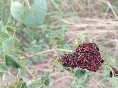 Tropidothorax leucopterus