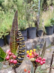 Danaus plexippus plexippus