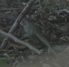 Ameiva ameiva