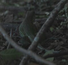 Ameiva ameiva