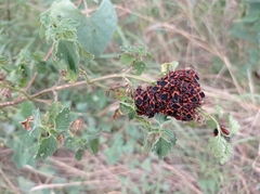 Tropidothorax leucopterus