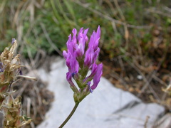Astragalus onobrychis