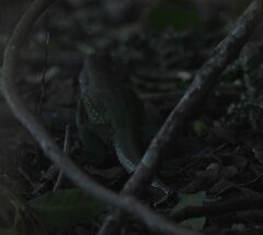 Ameiva ameiva