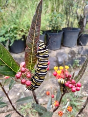 Danaus plexippus plexippus