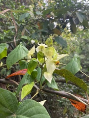 Dalechampia