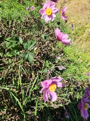 Eriocapitella hupehensis