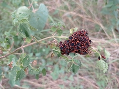 Tropidothorax leucopterus