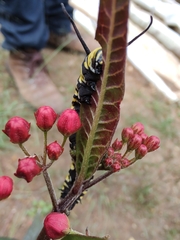 Danaus plexippus plexippus
