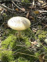Amanita multisquamosa