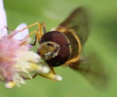 Syrphus torvus