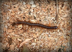 Scolopendridae