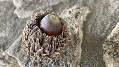 Quercus ithaburensis