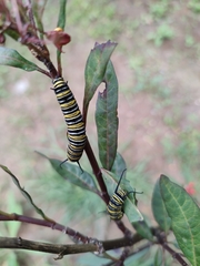 Danaus plexippus plexippus