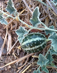 Cucumis prophetarum