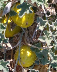 Cucumis prophetarum