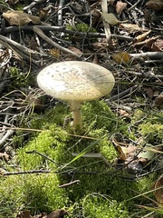 Amanita multisquamosa