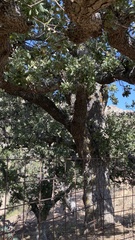 Quercus ithaburensis