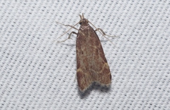 Aglossa electalis