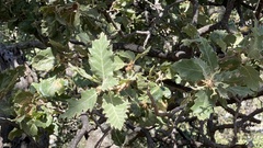 Quercus ithaburensis