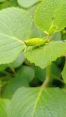Atractomorpha lata