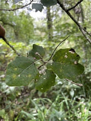 Populus tremula