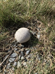 Lycoperdon marginatum